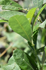 Salix aurita