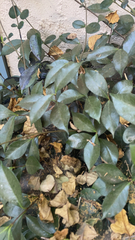 Trachelospermum asiaticum