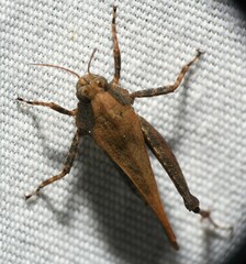 Tettigidea