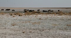 Connochaetes taurinus taurinus