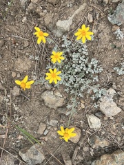 Eriophyllum lanatum