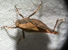 Tettigidea
