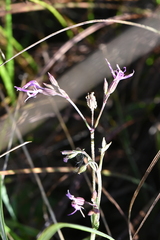 Silene flos-cuculi