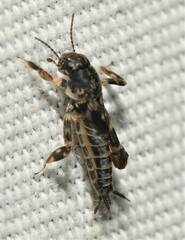 Ellipes minuta