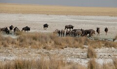 Connochaetes taurinus taurinus