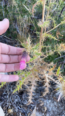 Cirsium arizonicum bipinnatum
