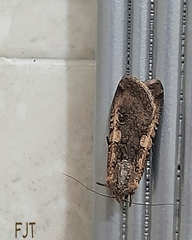 Noctuidae