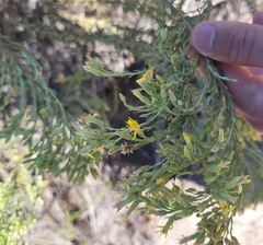 Ericameria ericoides
