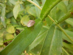 Peribalus strictus vernalis