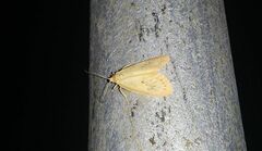 Miltochrista miniata