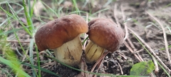 Suillellus queletii