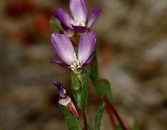 Clarkia purpurea