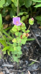 Rhexia nuttallii