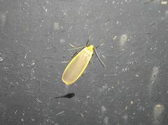 Eilema depressa