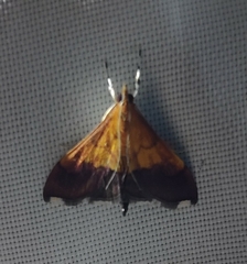Pyrausta bicoloralis