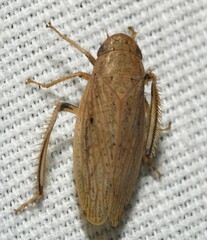 Negosiana fraterna