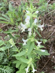 Stachys annua