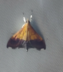 Pyrausta bicoloralis