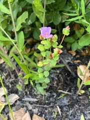 Rhexia nuttallii