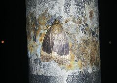 Amphipyra perflua