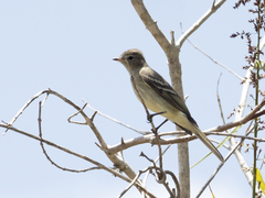 Elaenia parvirostris