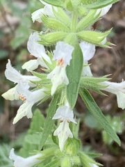 Stachys annua