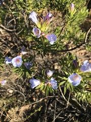 Lobostemon fruticosus