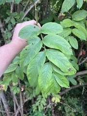 Sambucus racemosa