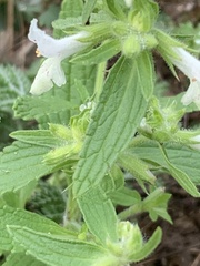 Stachys annua
