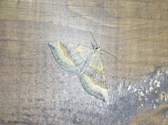 Scotopteryx chenopodiata