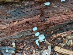 Crepidotus stipitatus