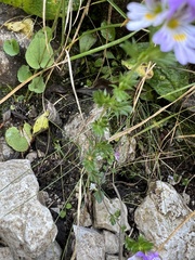 Euphrasia officinalis