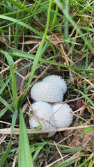 Lycoperdon marginatum