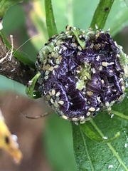 Insecta