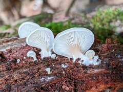 Crepidotus stipitatus