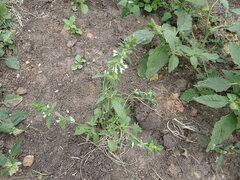 Stachys annua