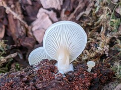 Crepidotus stipitatus