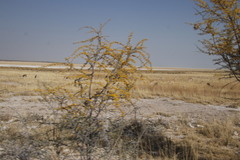 Acacia nebrownii image