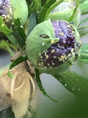 Insecta
