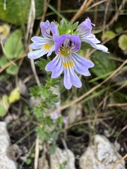 Euphrasia officinalis