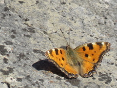 Nymphalis polychloros