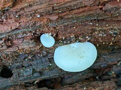 Crepidotus stipitatus