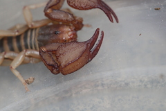 Uroctonites huachuca