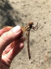 Aeshna grandis