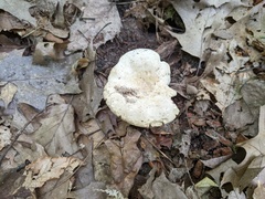 Lactifluus glaucescens