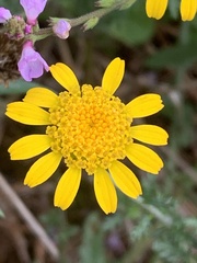 Cota tinctoria