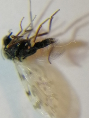 Ceratopogoninae