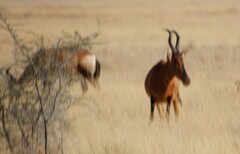 Alcelaphus buselaphus caama