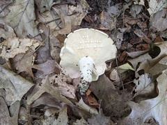 Lactifluus glaucescens