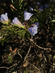 Lobostemon fruticosus